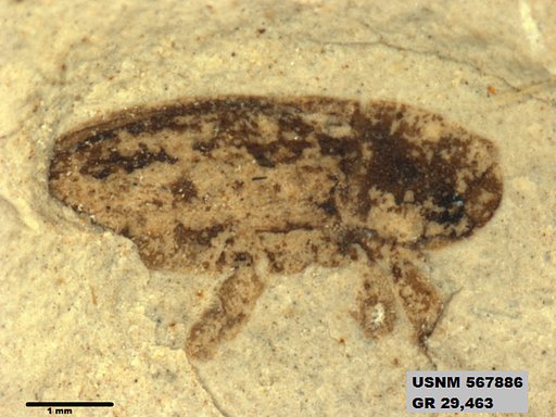 Insecta