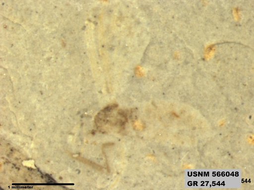 Tipula sp
