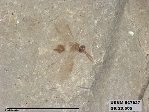 Insecta