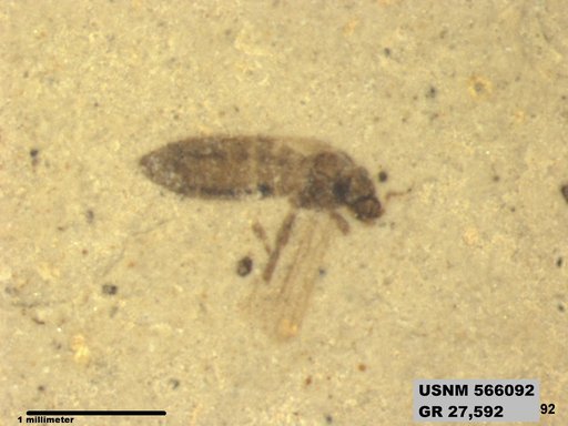 Genus sp