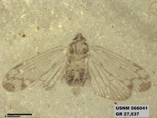 Genus sp