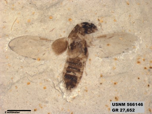 Genus sp