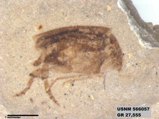 Genus sp