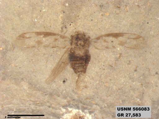 Genus sp