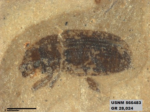 Insecta