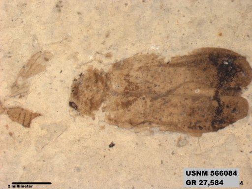Genus sp