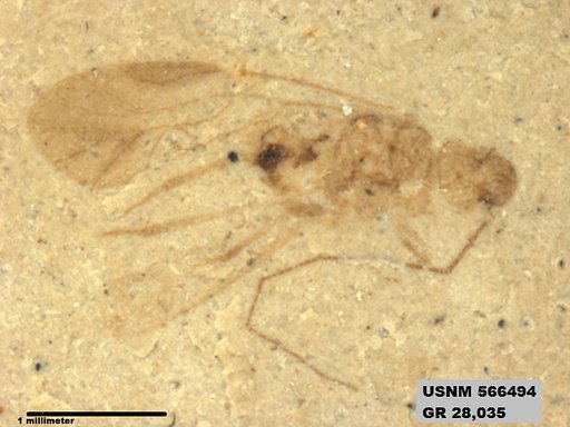 Genus sp