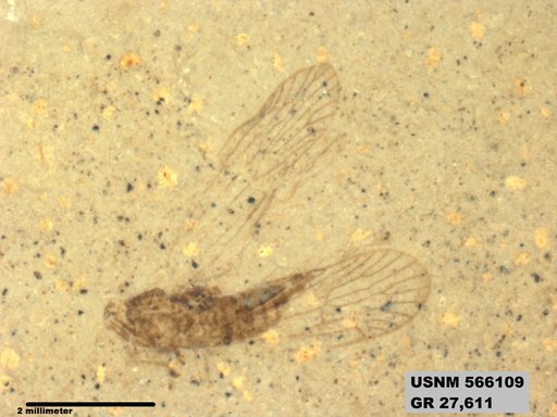 Tipula sp