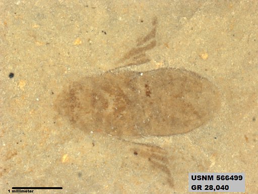 Genus sp