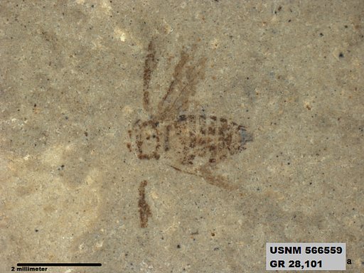 Genus sp