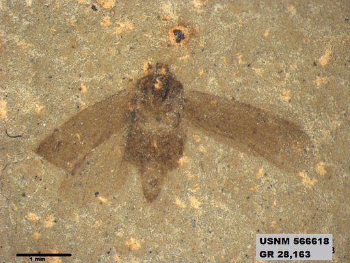 Genus sp