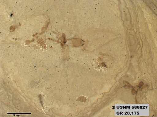Genus sp