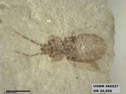 Tipula sp