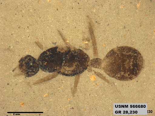 Insecta