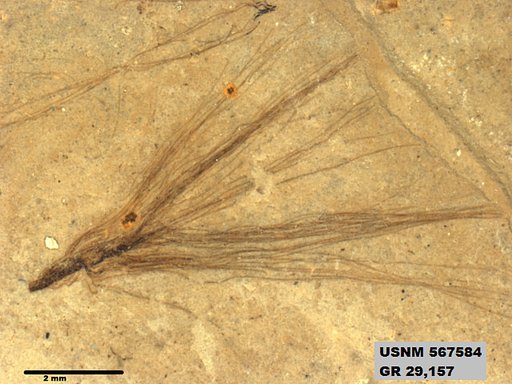Insecta