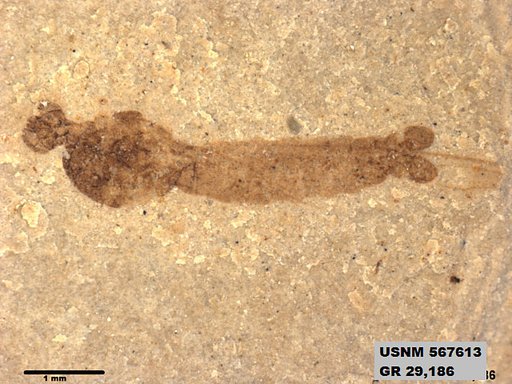 Genus sp