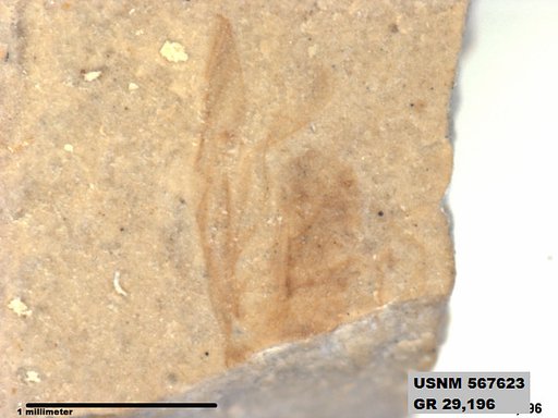 Insecta