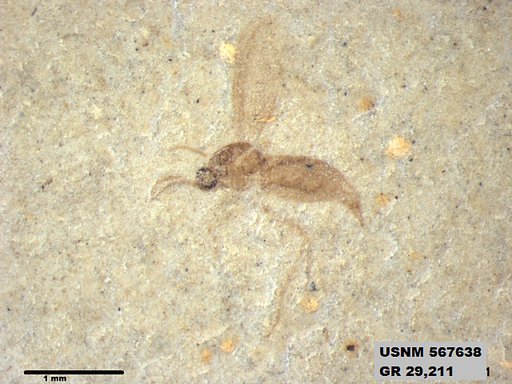 Insecta