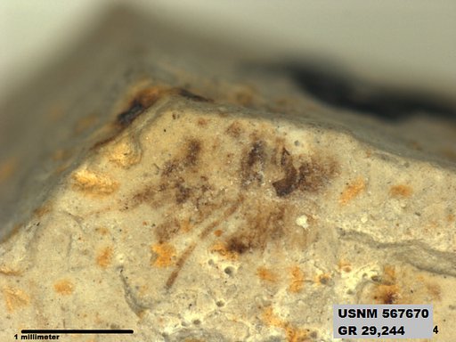 Tipula sp