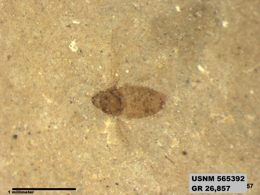 Genus sp