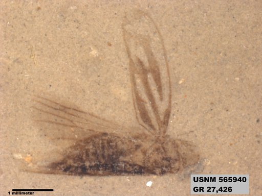 Genus sp
