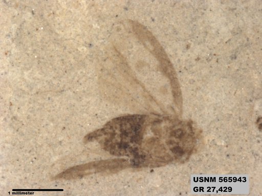 Genus sp