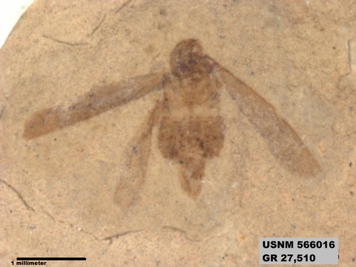 Genus sp