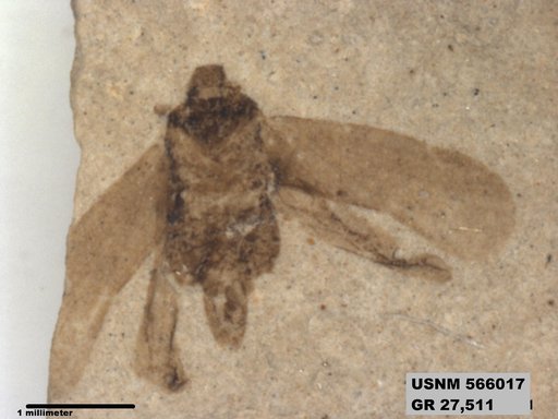 Genus sp