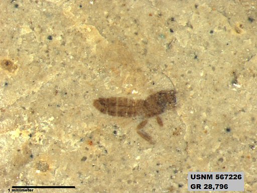 Insecta