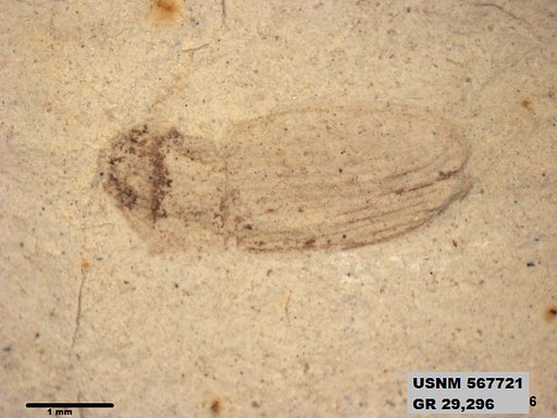 Insecta