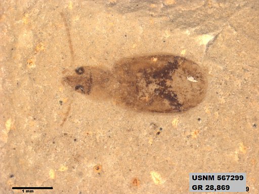 Insecta