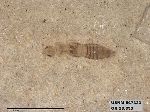 Genus sp