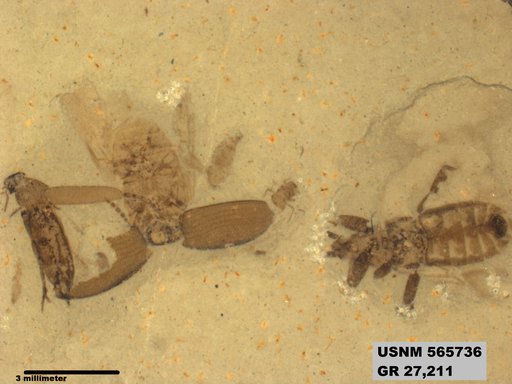 Genus sp