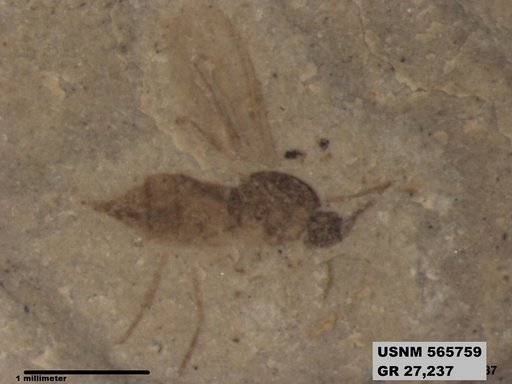 Genus sp