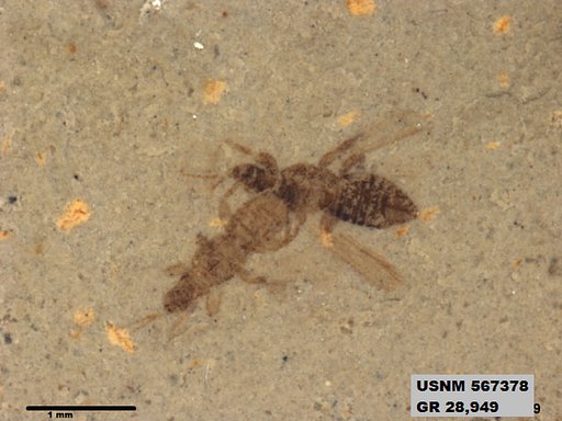 Insecta