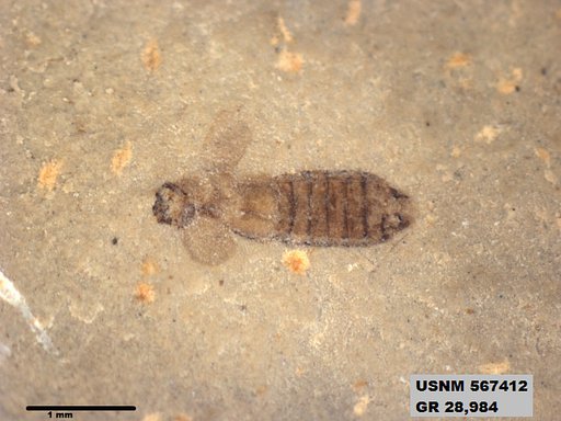 Genus sp