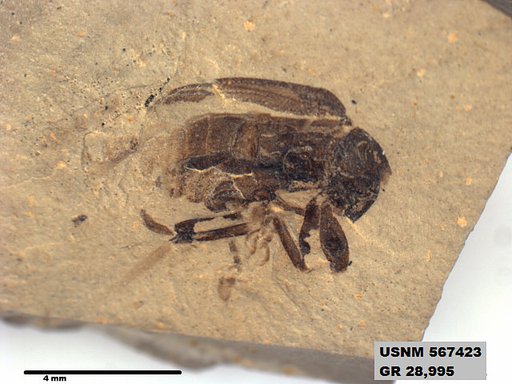 Insecta