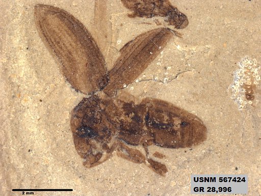 Insecta