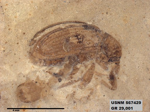 Genus sp