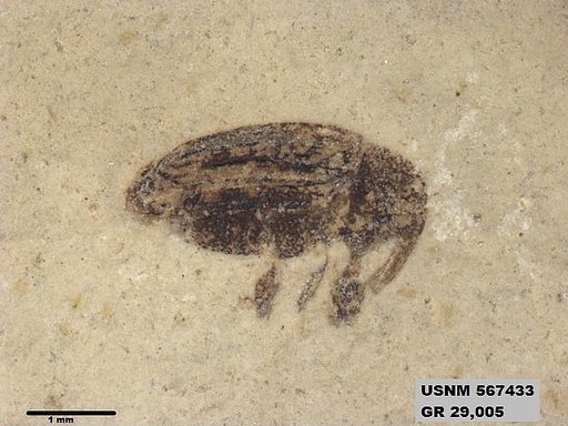 Insecta