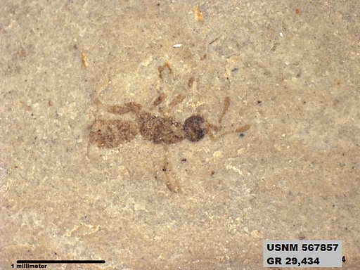 Insecta