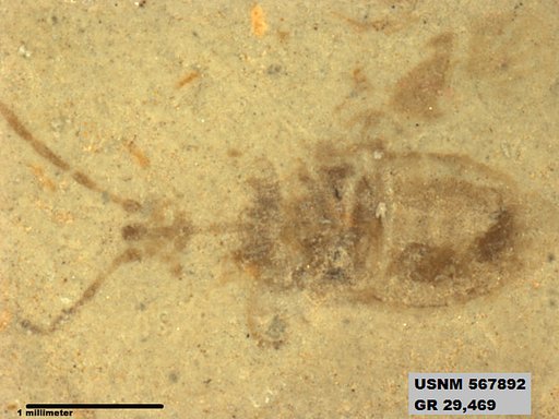 Genus sp