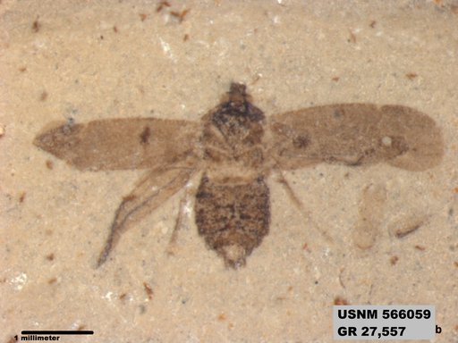 Genus sp