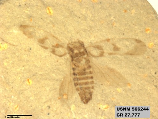 Genus sp