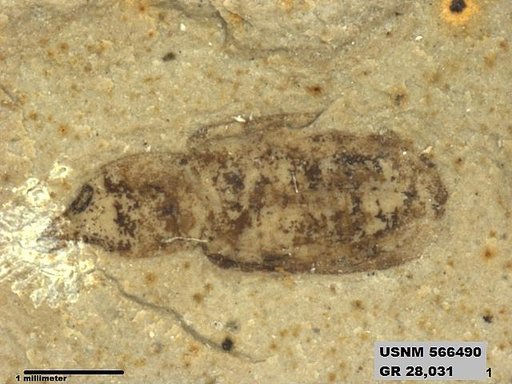 Insecta