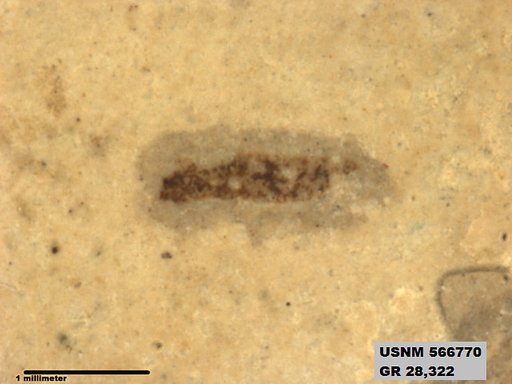 Insecta