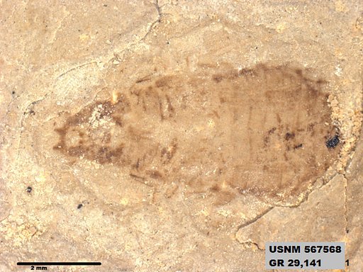 Insecta