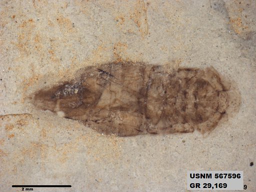 Genus sp