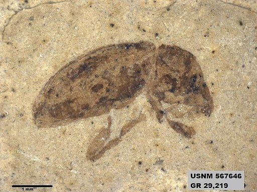 Insecta