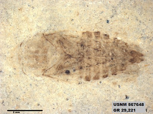 Genus sp